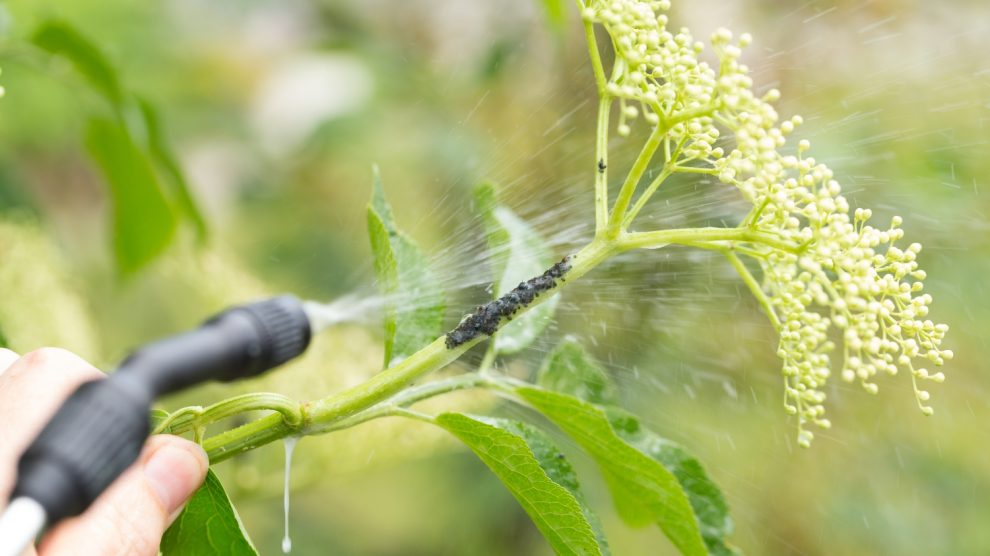 tetves bodza permetezése
