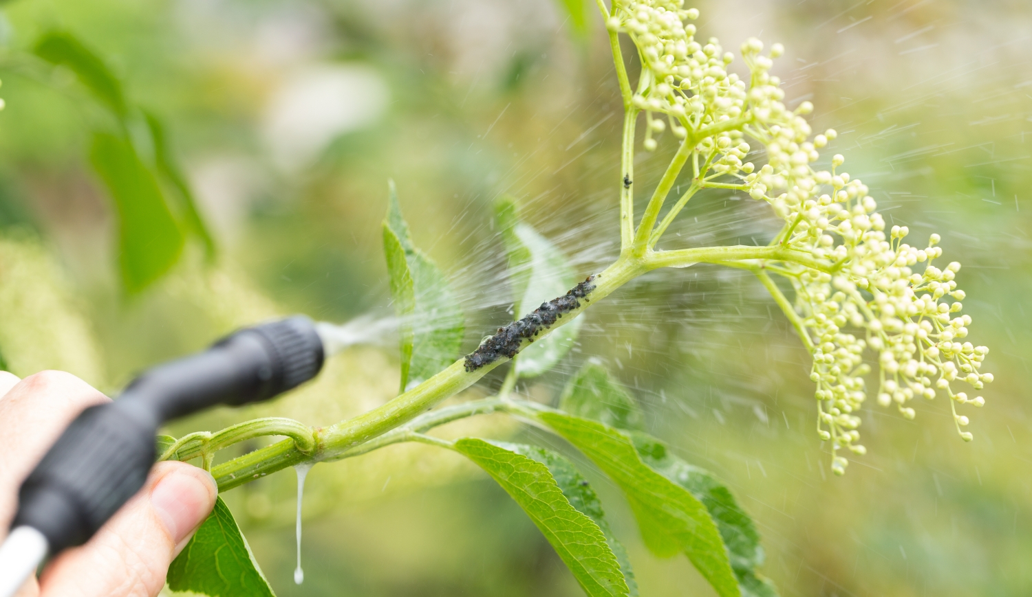 tetves bodza permetezése
