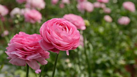 Ázsiai boglárka a tavaszi ágyások egyik leglátványosabb virága