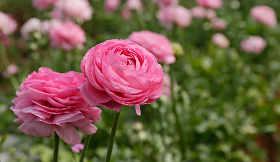 Ázsiai boglárka a tavaszi ágyások egyik leglátványosabb virága