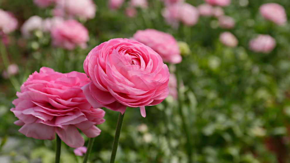 Ázsiai boglárka a tavaszi ágyások egyik leglátványosabb virága