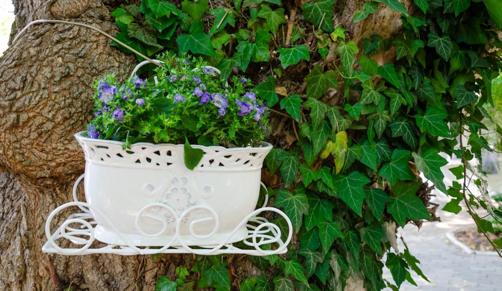 „Gyönyörű zöld borostyán kapaszkodik fel a hatalmas fa törzsén, mellette egy fehér virágcserép lila virágokkal. Hangulatos, természetes háttér