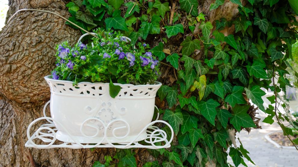 „Gyönyörű zöld borostyán kapaszkodik fel a hatalmas fa törzsén, mellette egy fehér virágcserép lila virágokkal. Hangulatos, természetes háttér