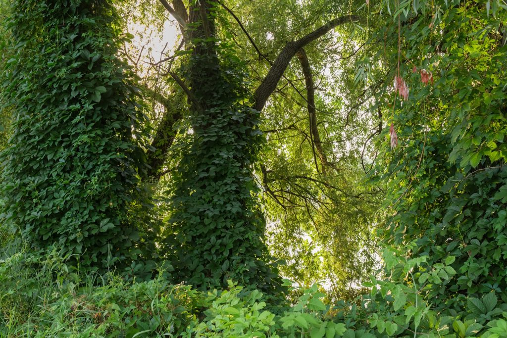 borostyán fut fel a tó melletti öreg fűzfák törzsén.