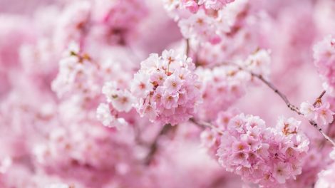 cseresznyefa virágzás