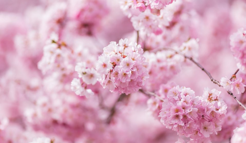 cseresznyefa virágzás