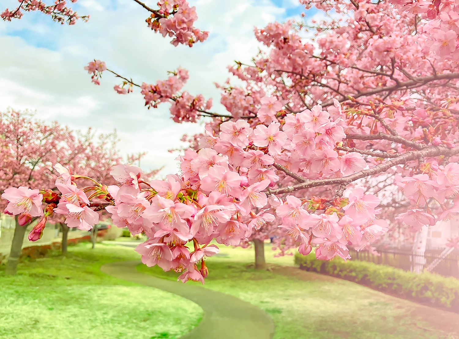 Cseresznyefa virágzás