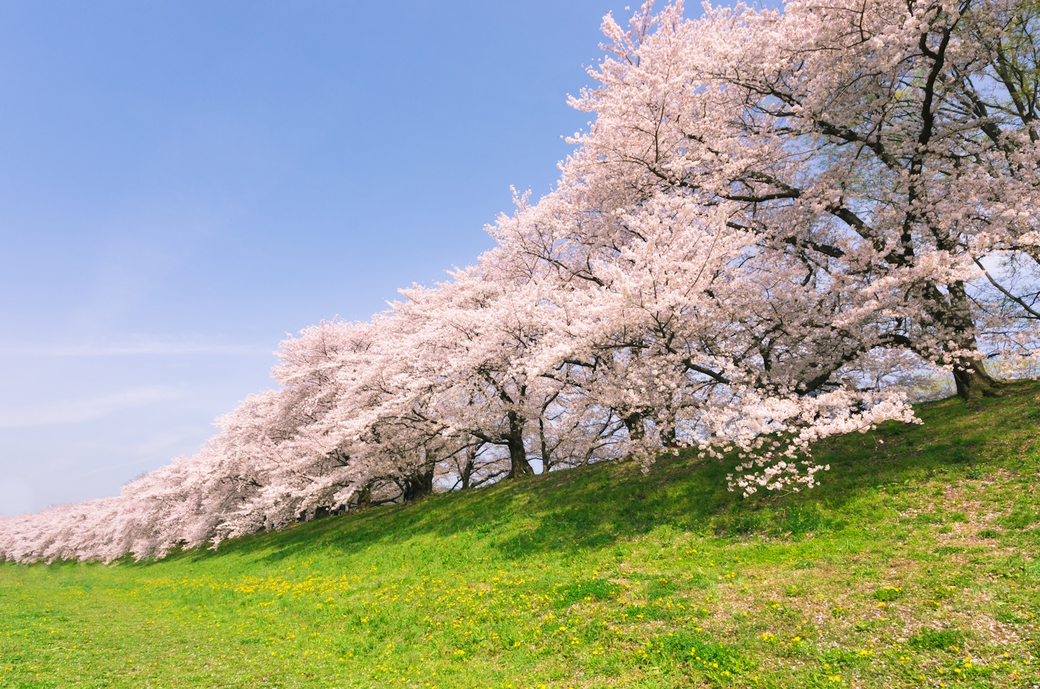 Cseresznyefa virágzás