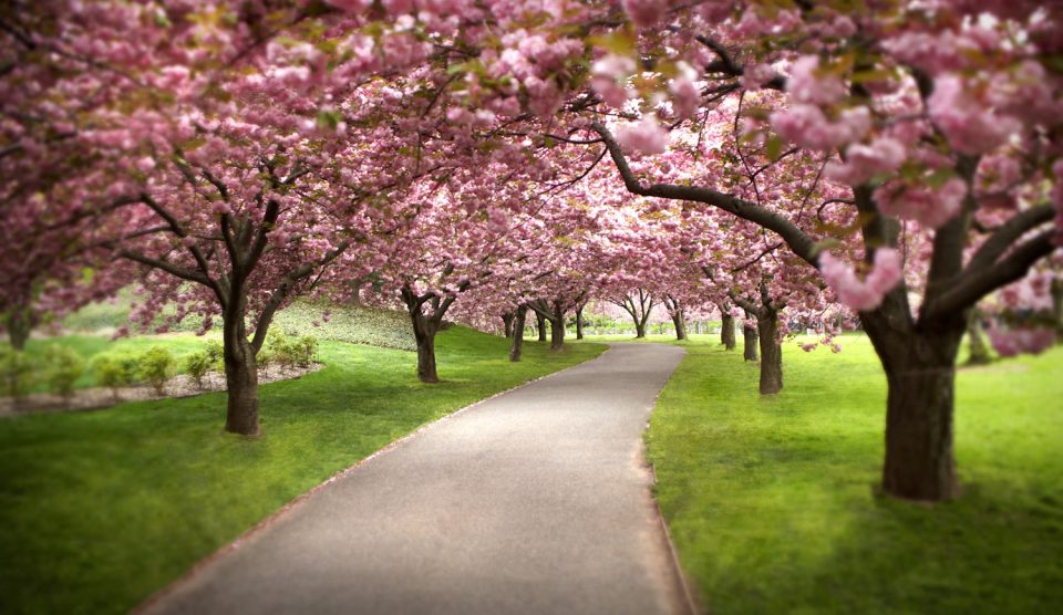 Cseresznyefa virágzás