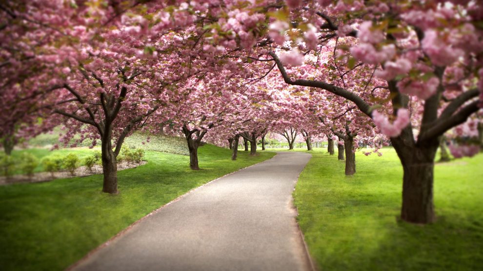 Cseresznyefa virágzás