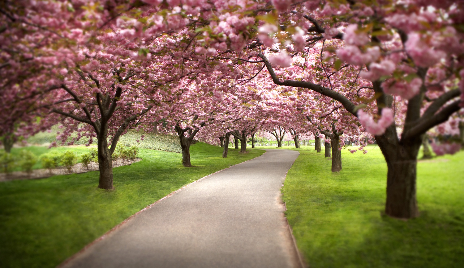 Cseresznyefa virágzás