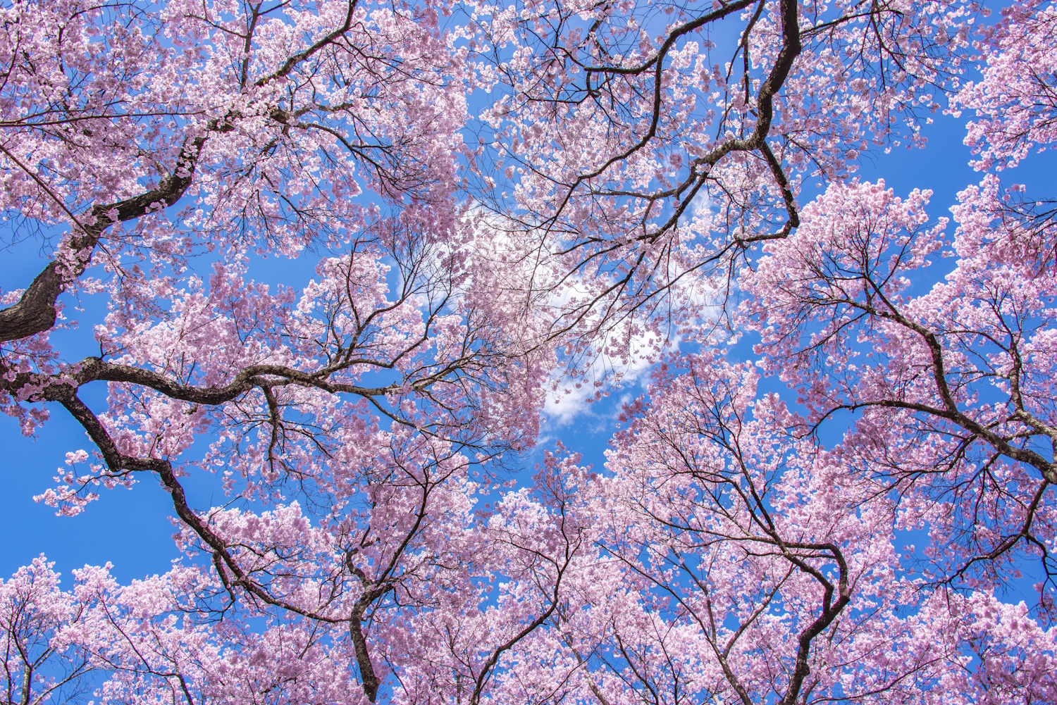 Cseresznyefa virágzás