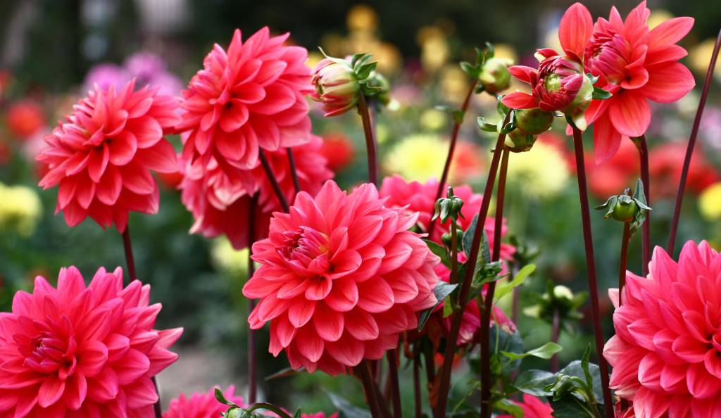 Gyönyörű dáliák a kertben