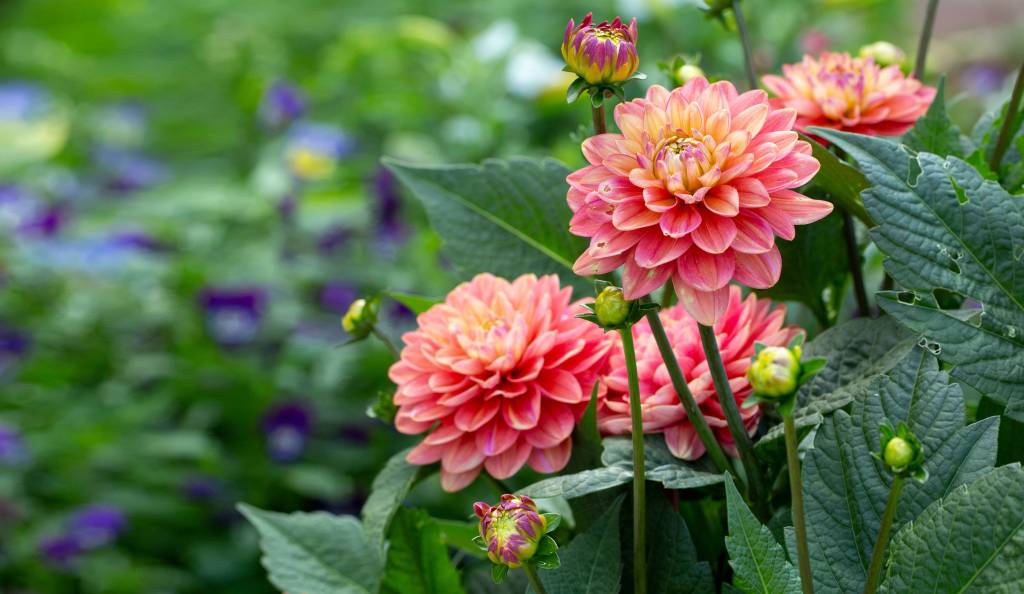 Gyönyörű dáliák a kertben