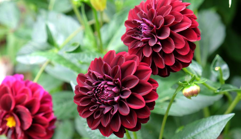 Gyönyörű bordó dáliák a kertben