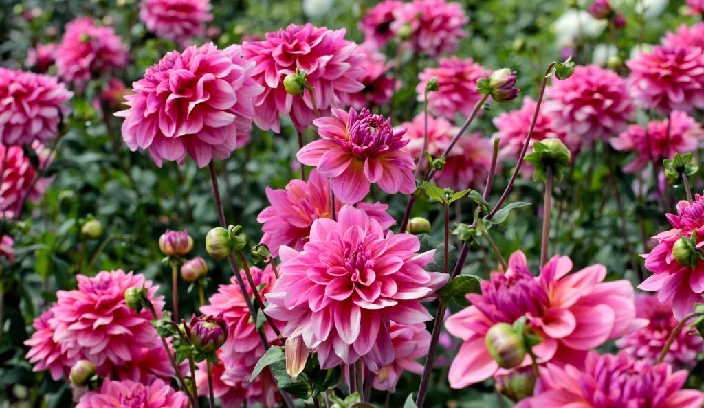 Gyönyörű dáliák a kertben