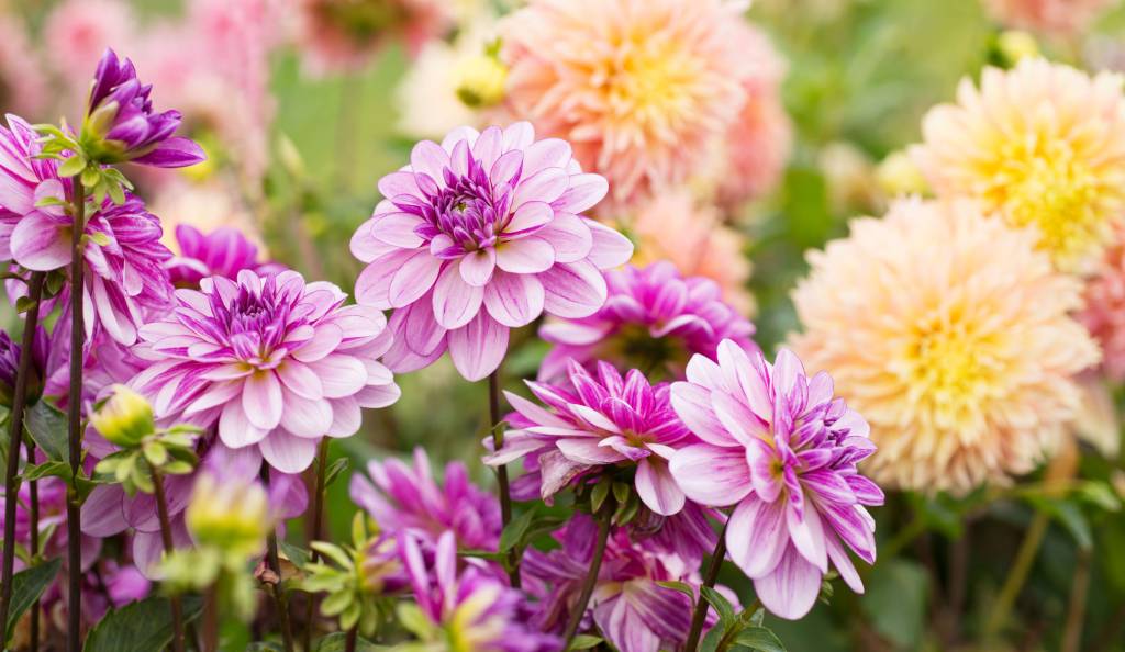 Gyönyörű dáliák a kertben