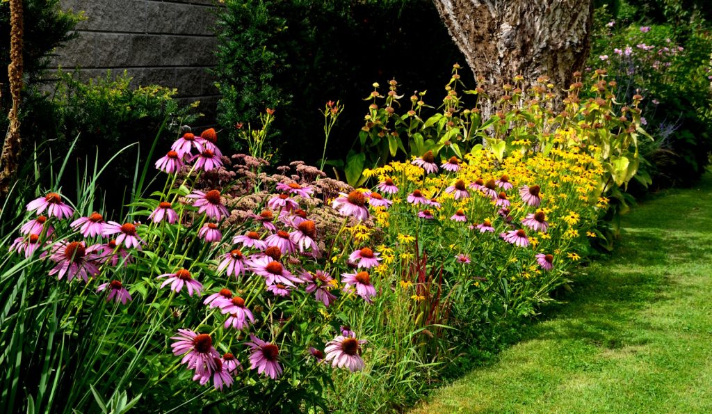 kasvirág és menyecskeszem kertben egymás mellett ültetve