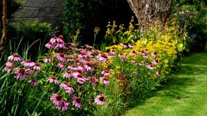 kasvirág és menyecskeszem kertben egymás mellett ültetve