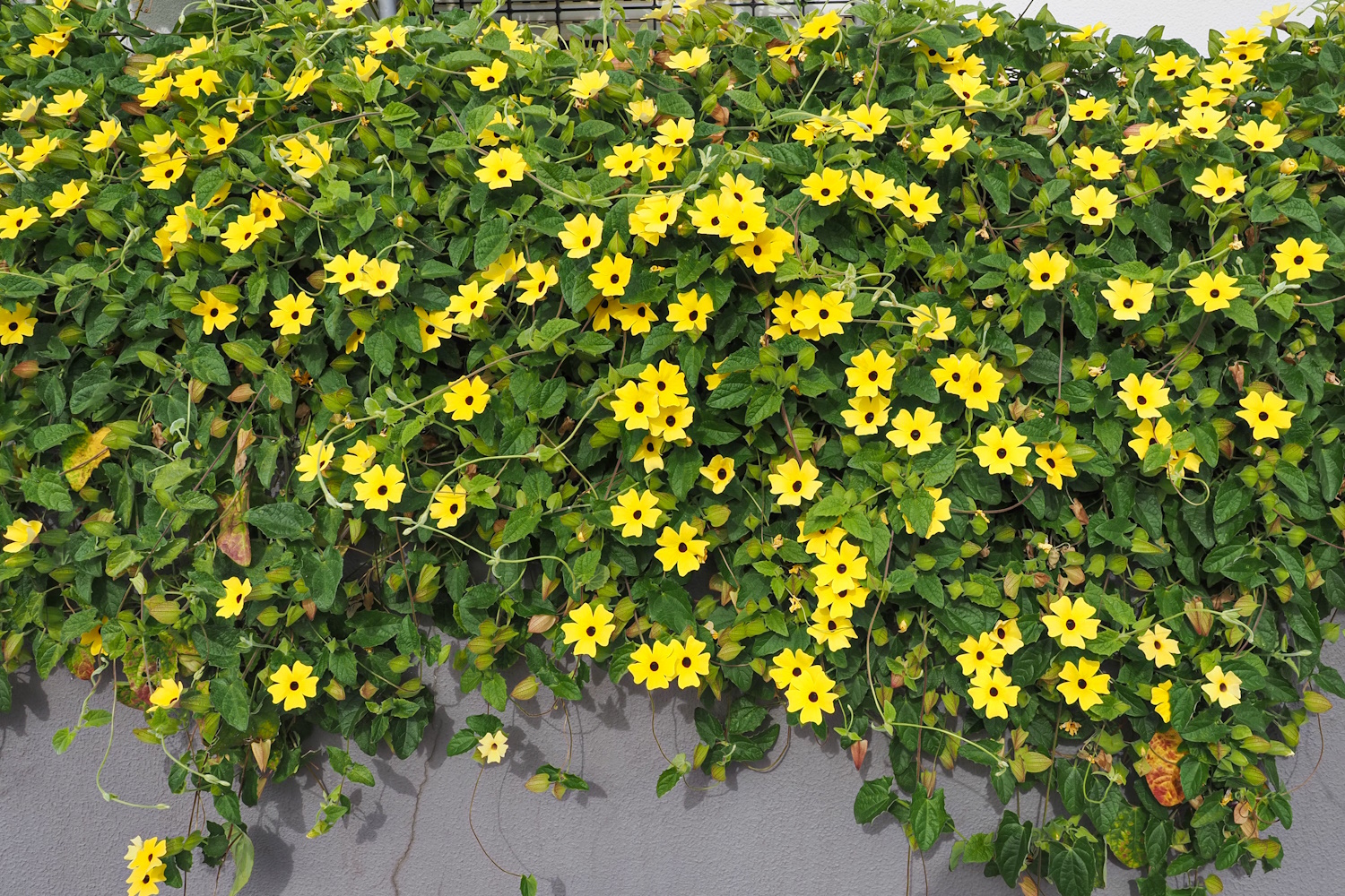 Feketeszemű susan - mutatós és könnyű nevelni