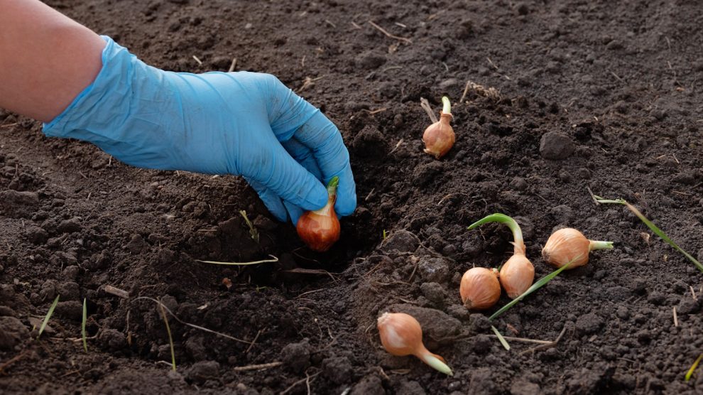 Fokhagyma gondozása