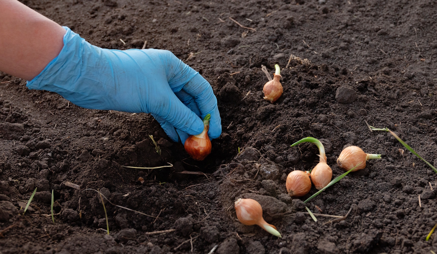 Fokhagyma gondozása