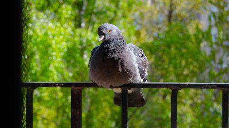 Galamb az erkélyen