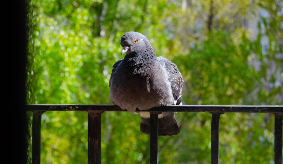 Galamb az erkélyen