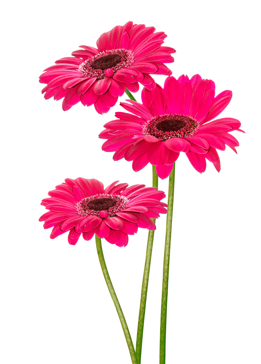 gerbera