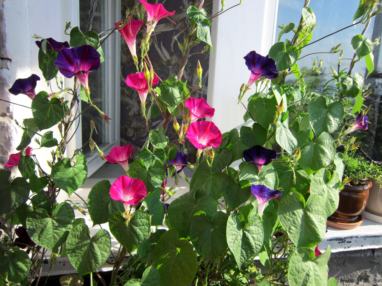 A hajnalkát árnyáékolónak is használhatod