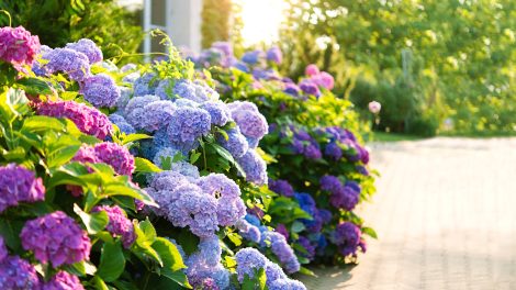 hatalmas kék, rózsaszín és lila virágú hortenziák a kertben