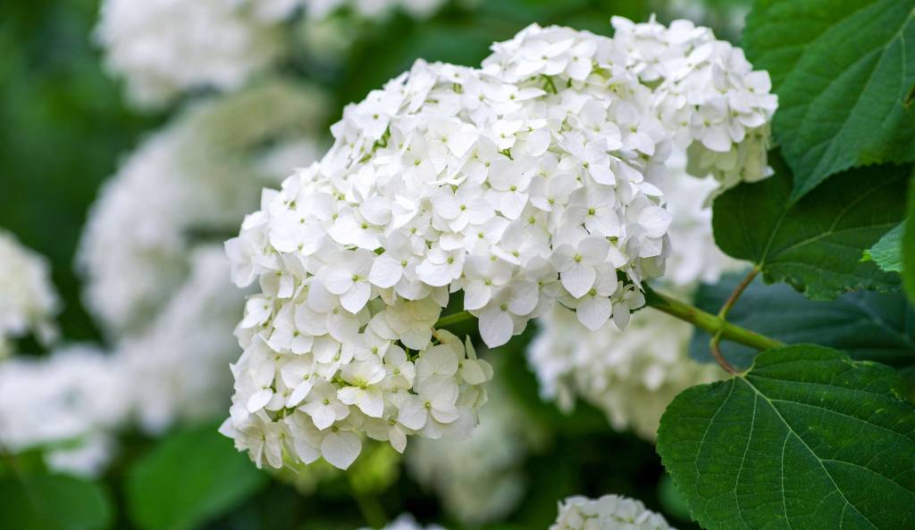 Fehér hortenzia