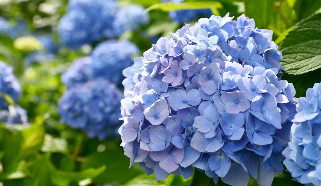 Kék hortenzia