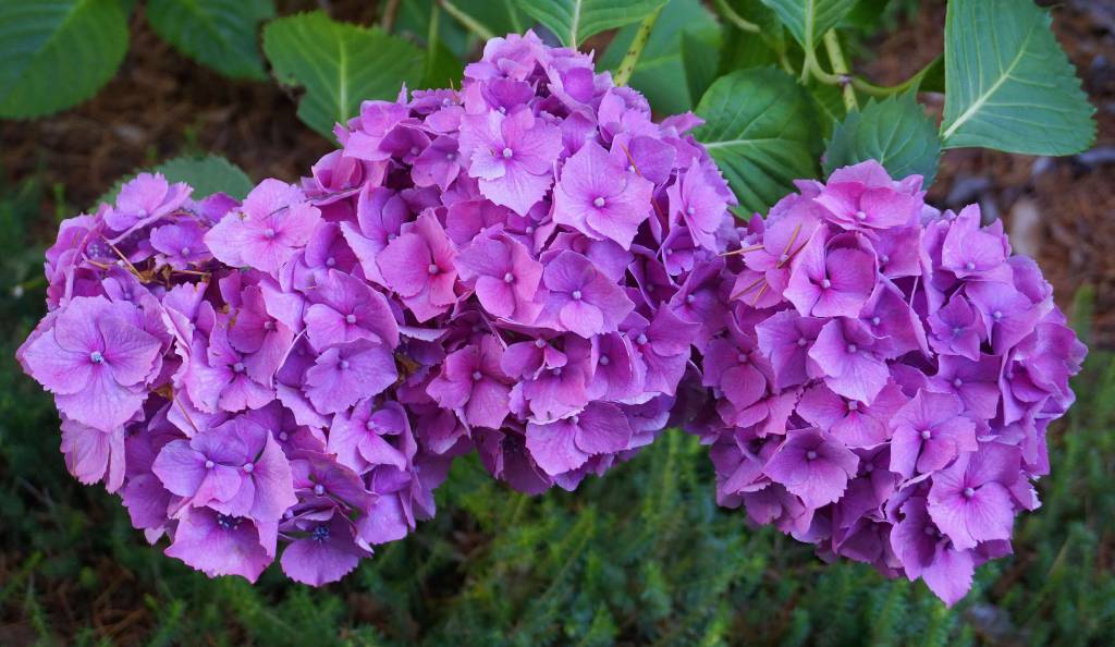 Lila hortenzia