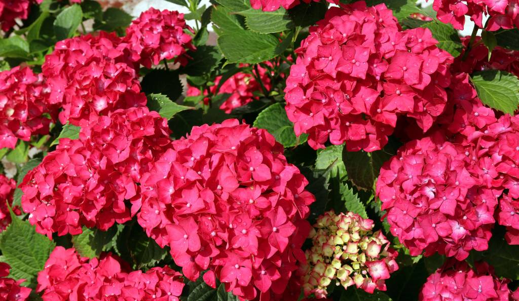 Piros hortenzia