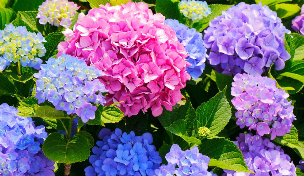Gyönyörű színes hortenziák