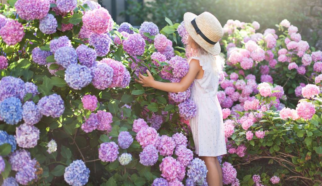 Kislány a hortenziák között