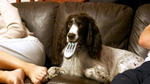 tévét néz egy spániel