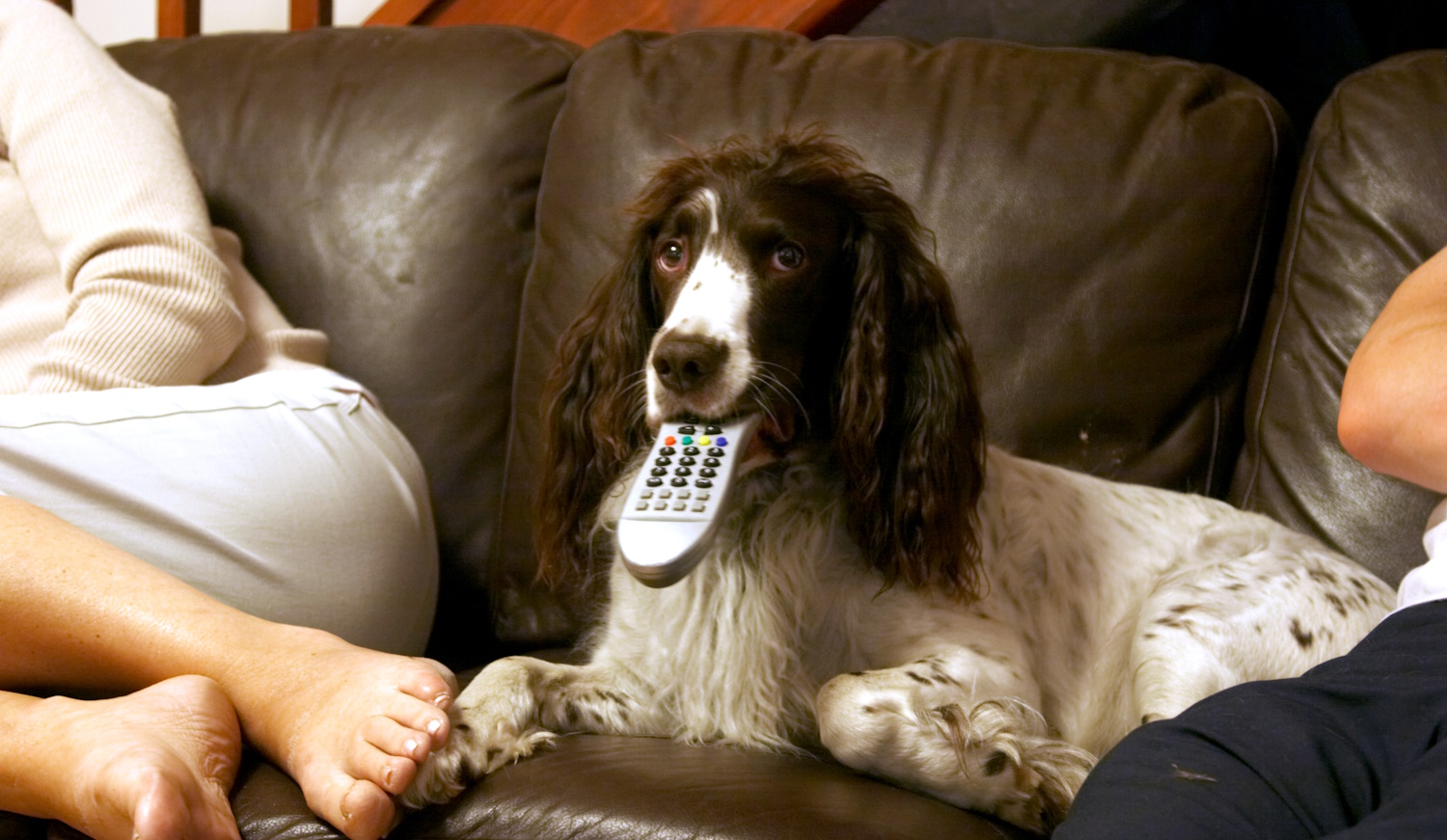 tévét néz egy spániel