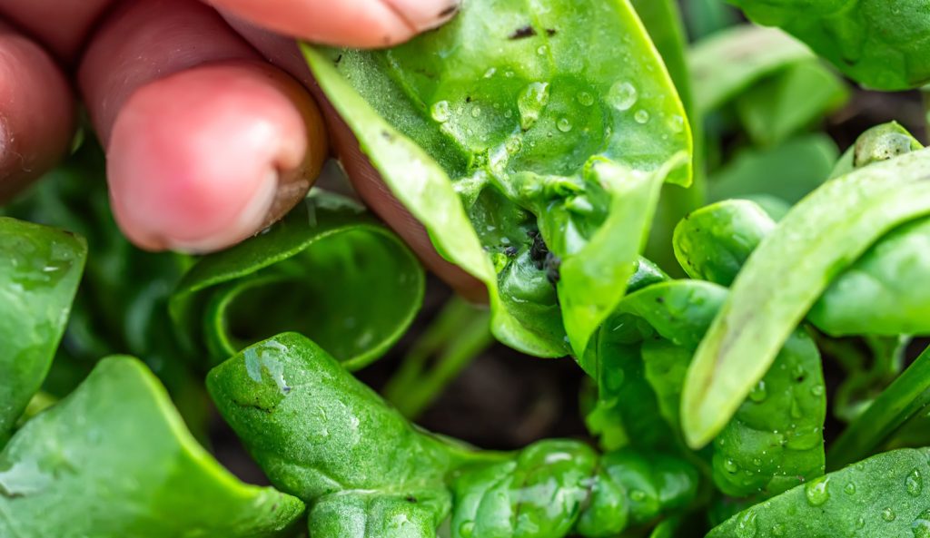 Egy gazda keze kibont egy levéltetvekkel fertőzött, összepöndörödött spenótlevelet. Levéltetvek a spenót levelének belsejében egy ökológiai kertben.