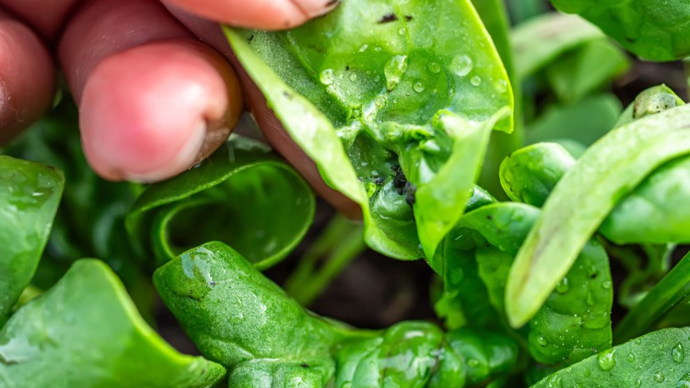 Egy gazda keze kibont egy levéltetvekkel fertőzött, összepöndörödött spenótlevelet. Levéltetvek a spenót levelének belsejében egy ökológiai kertben.