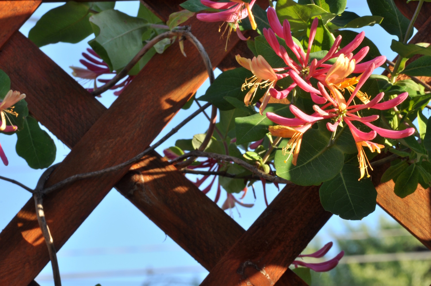 lonc erkélyen rácsra futtatva