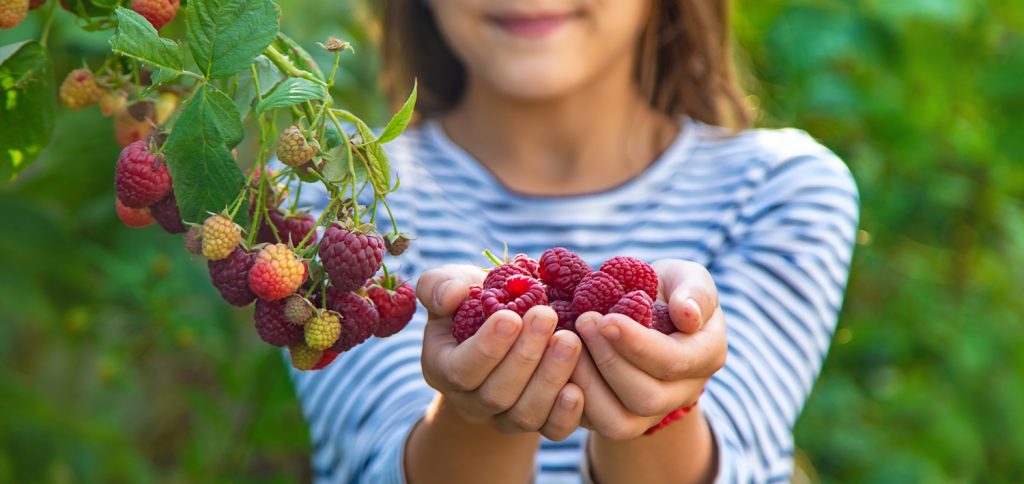 kislány sok málnát tart a kezében mutatja a kamerába