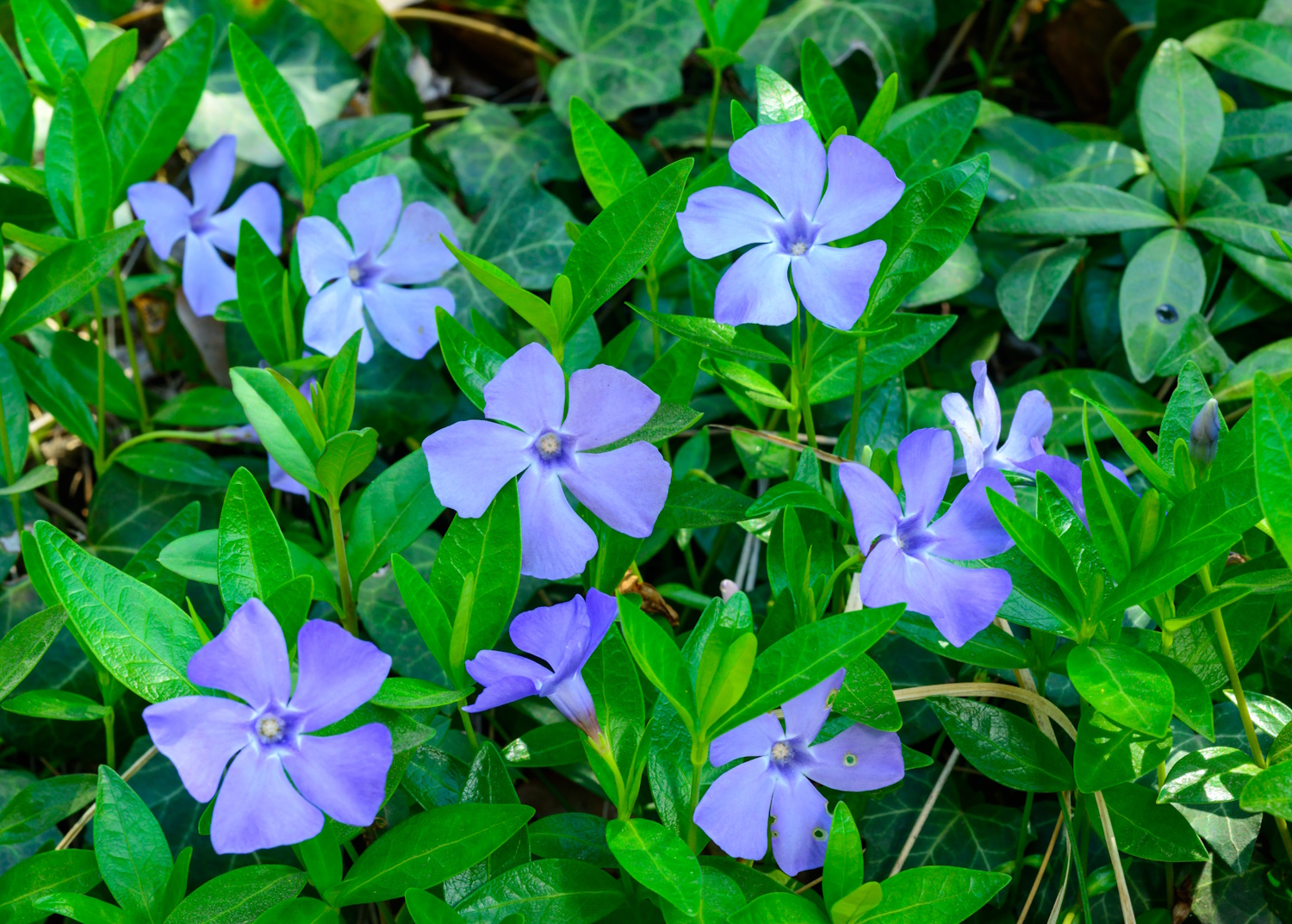 Meténg - tökéletes talajtakaró