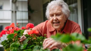 nagymama muskátlit ápol az erkélyen