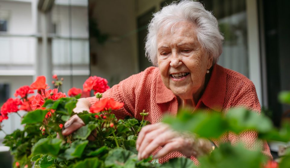 nagymama muskátlit ápol az erkélyen