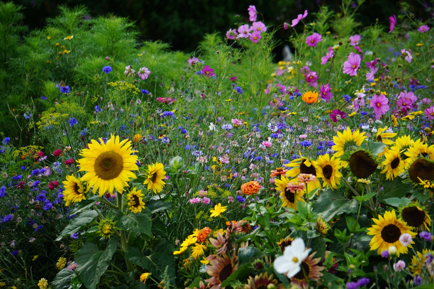 A napraforgó minden kertet feldob