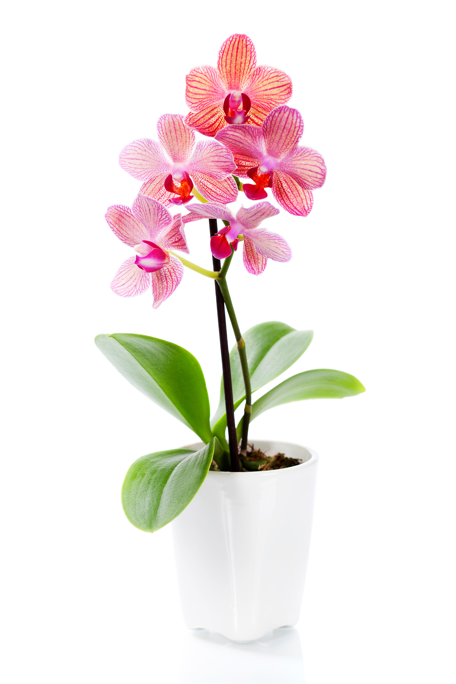 orchidea
