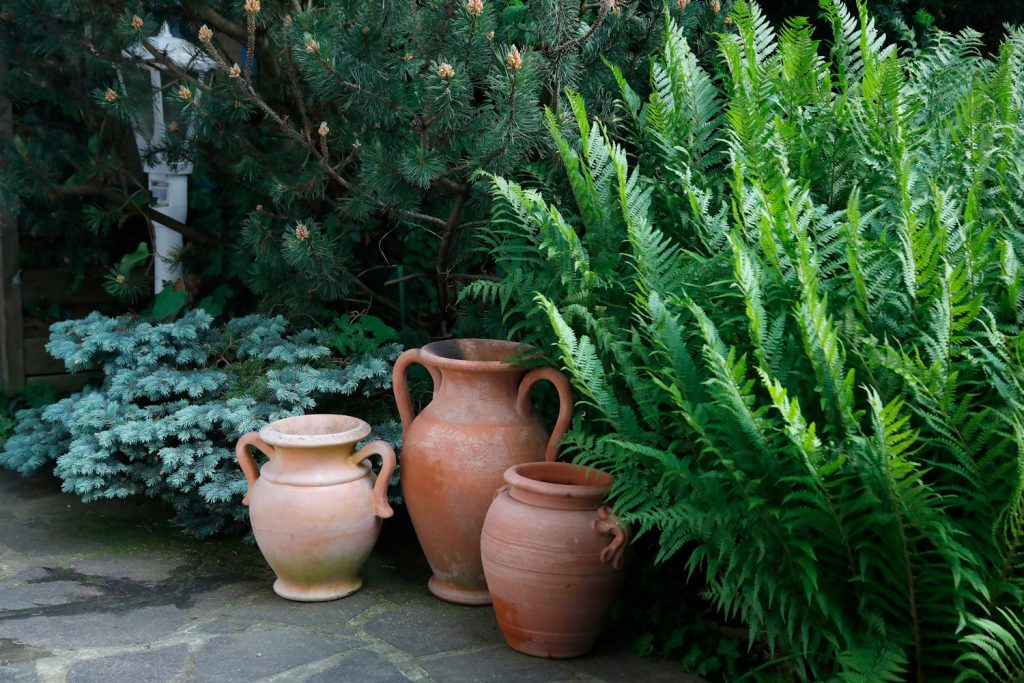 hatalmas szép párfárnyok egy kertben mellette agyag kancsók