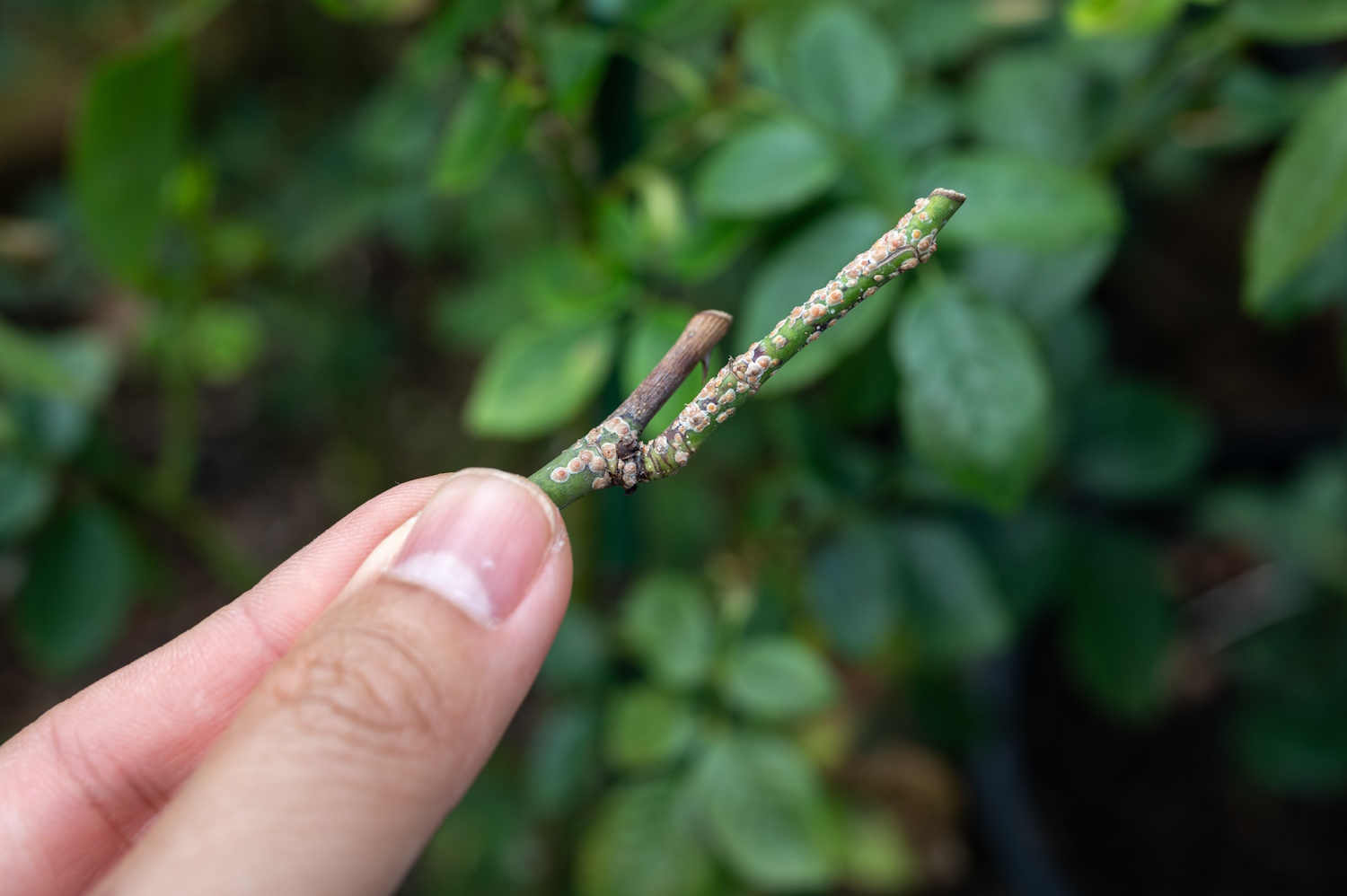 pajzstetves rózsaág